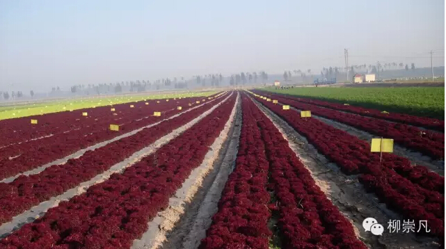 柳崇凡:什么是農(nóng)業(yè)4.0？(圖1)