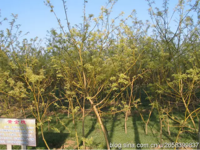 中國人民公社的標(biāo)桿:周家莊(圖9)