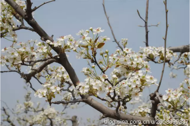 中國人民公社的標(biāo)桿:周家莊(圖20)