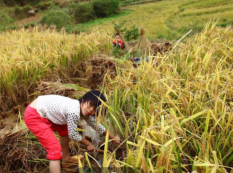 假期里的農(nóng)村小孩(圖6)