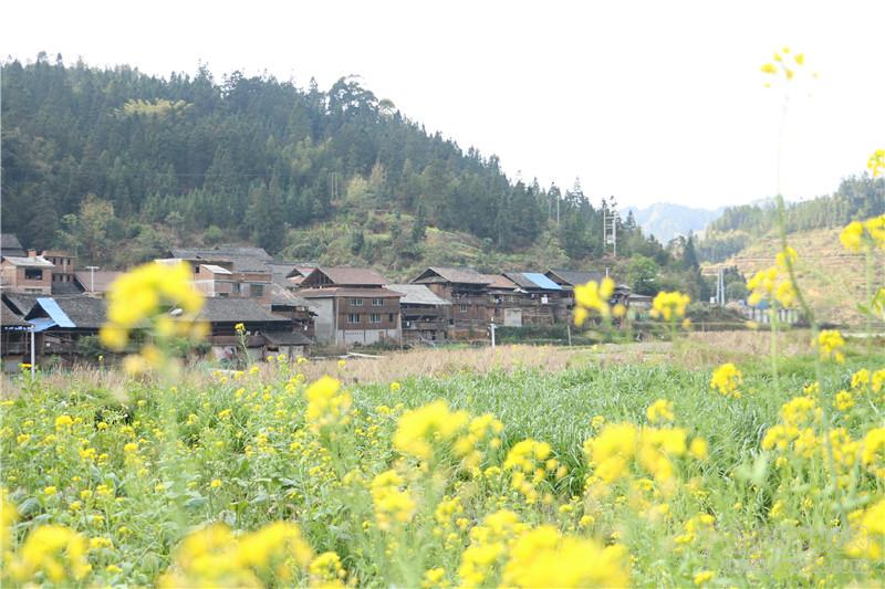 從江縣斗里鎮(zhèn)苗鄉(xiāng)侗寨風情濃(圖2)