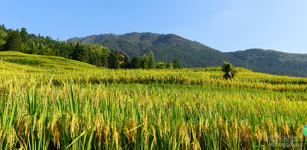金秋時(shí)節(jié)，加榜梯田美如畫(圖1)